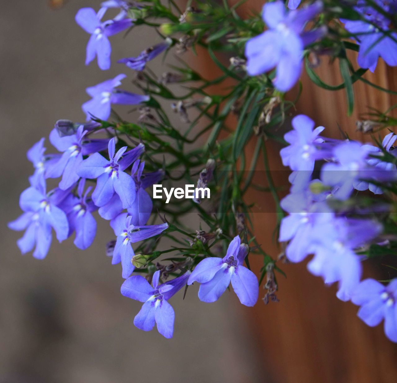 Close-up of purple flowering plants