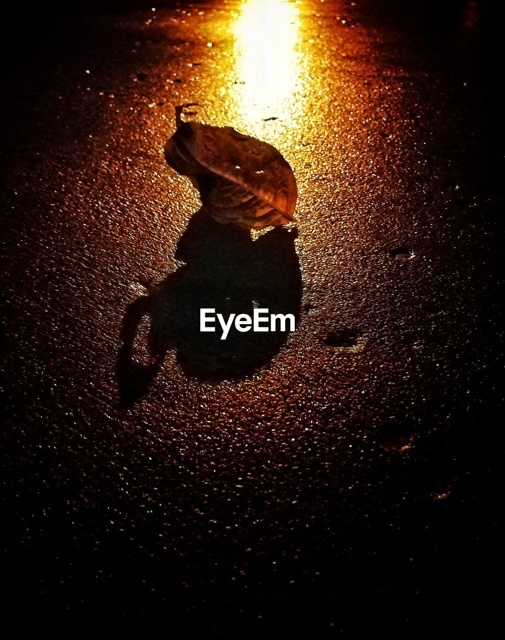 CLOSE-UP OF TURTLE IN WATER AT NIGHT