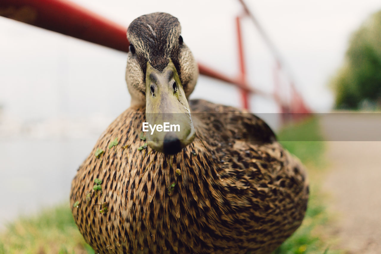 CLOSE-UP PORTRAIT OF A DUCK