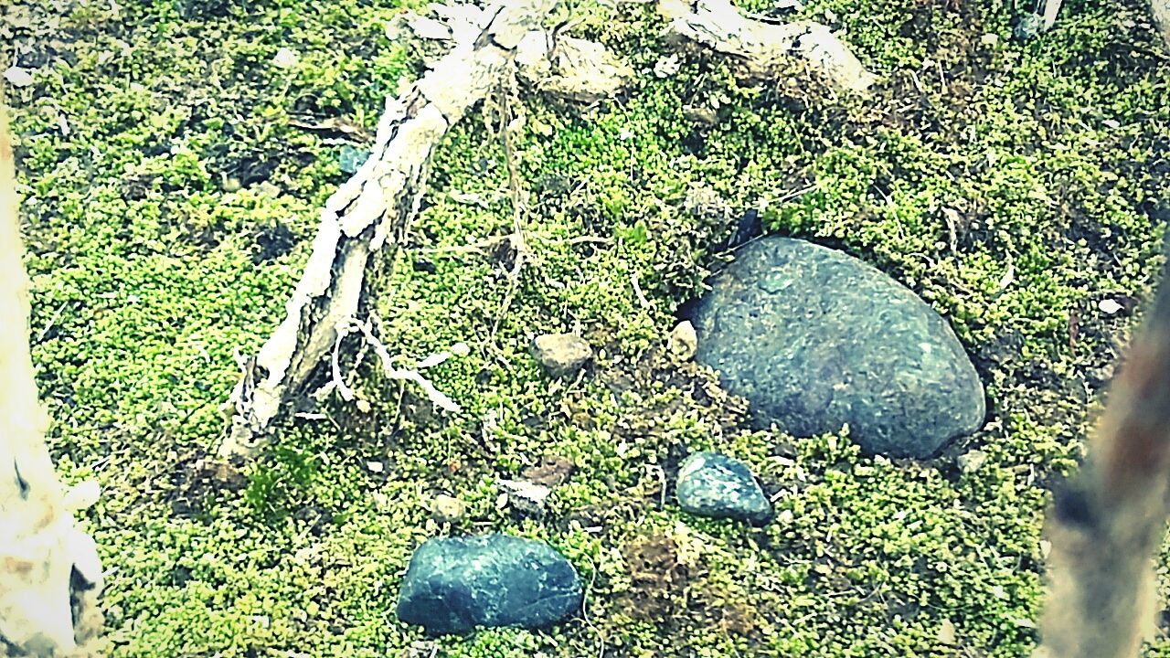 TREES GROWING ON FIELD