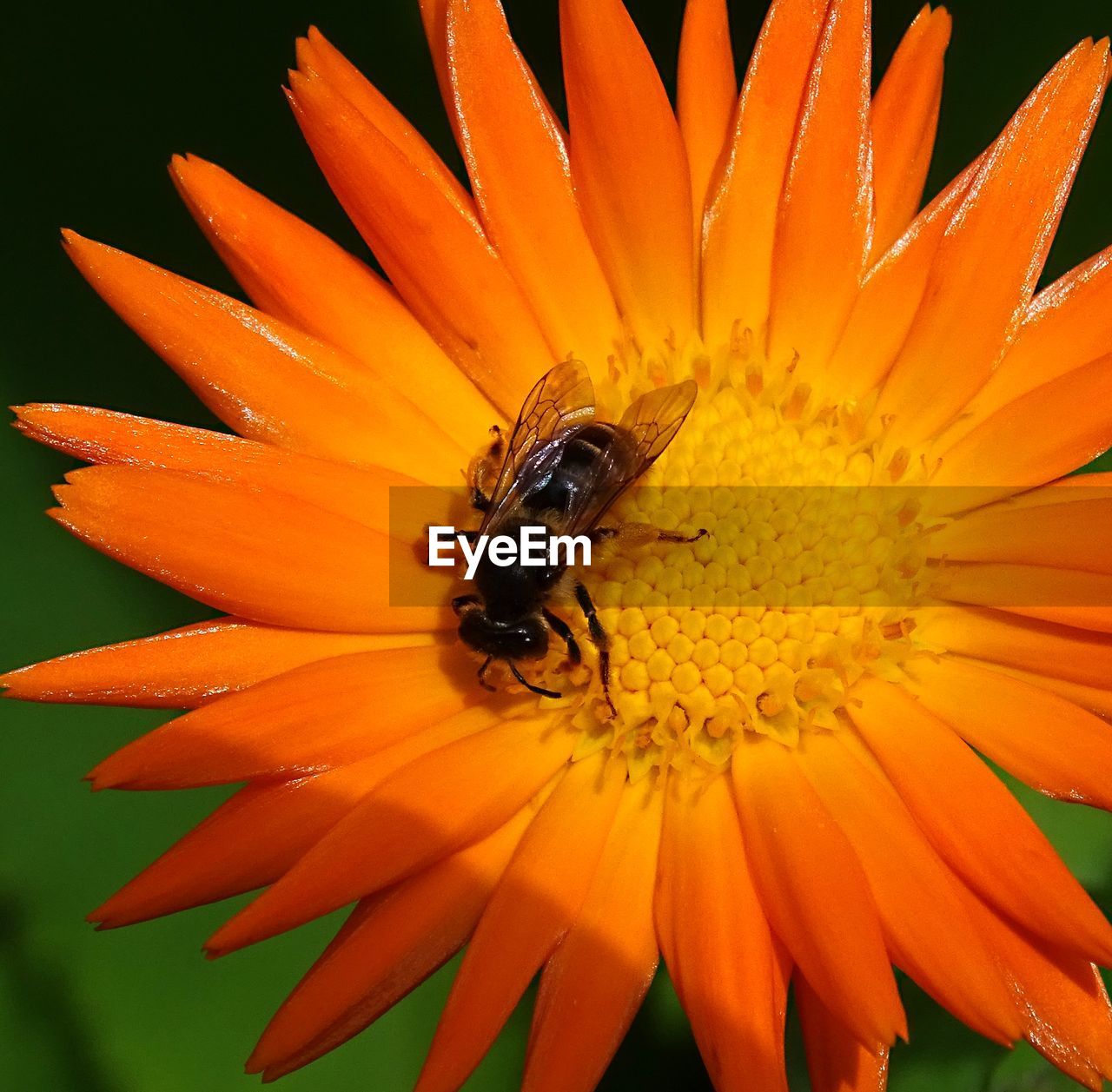 CLOSE-UP OF HONEY BEE ON ORANGE FLOWER