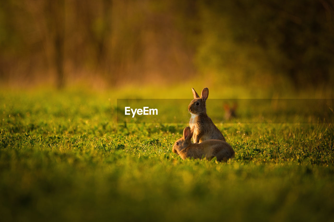 VIEW OF ANIMAL ON GRASS