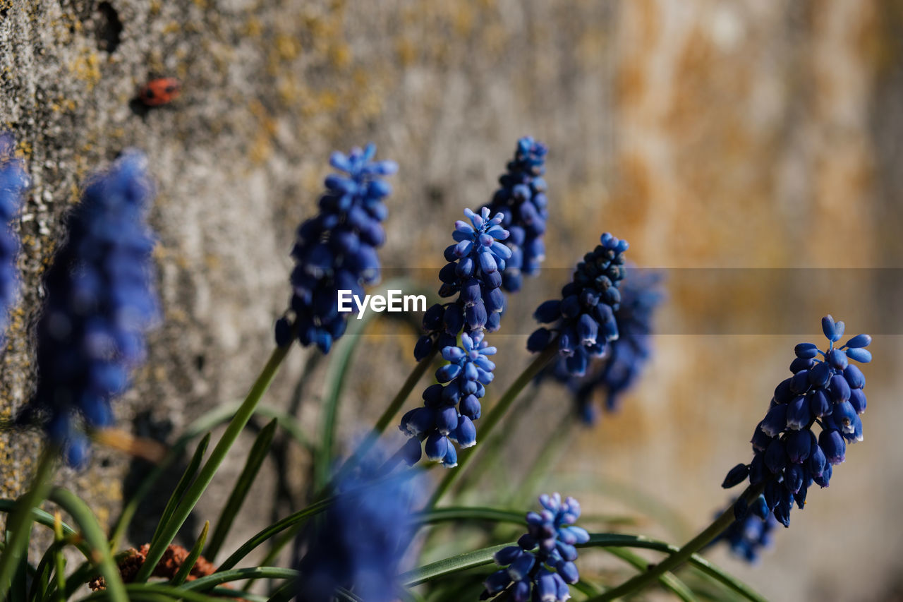 CLOSE-UP OF PURPLE FLOWERS