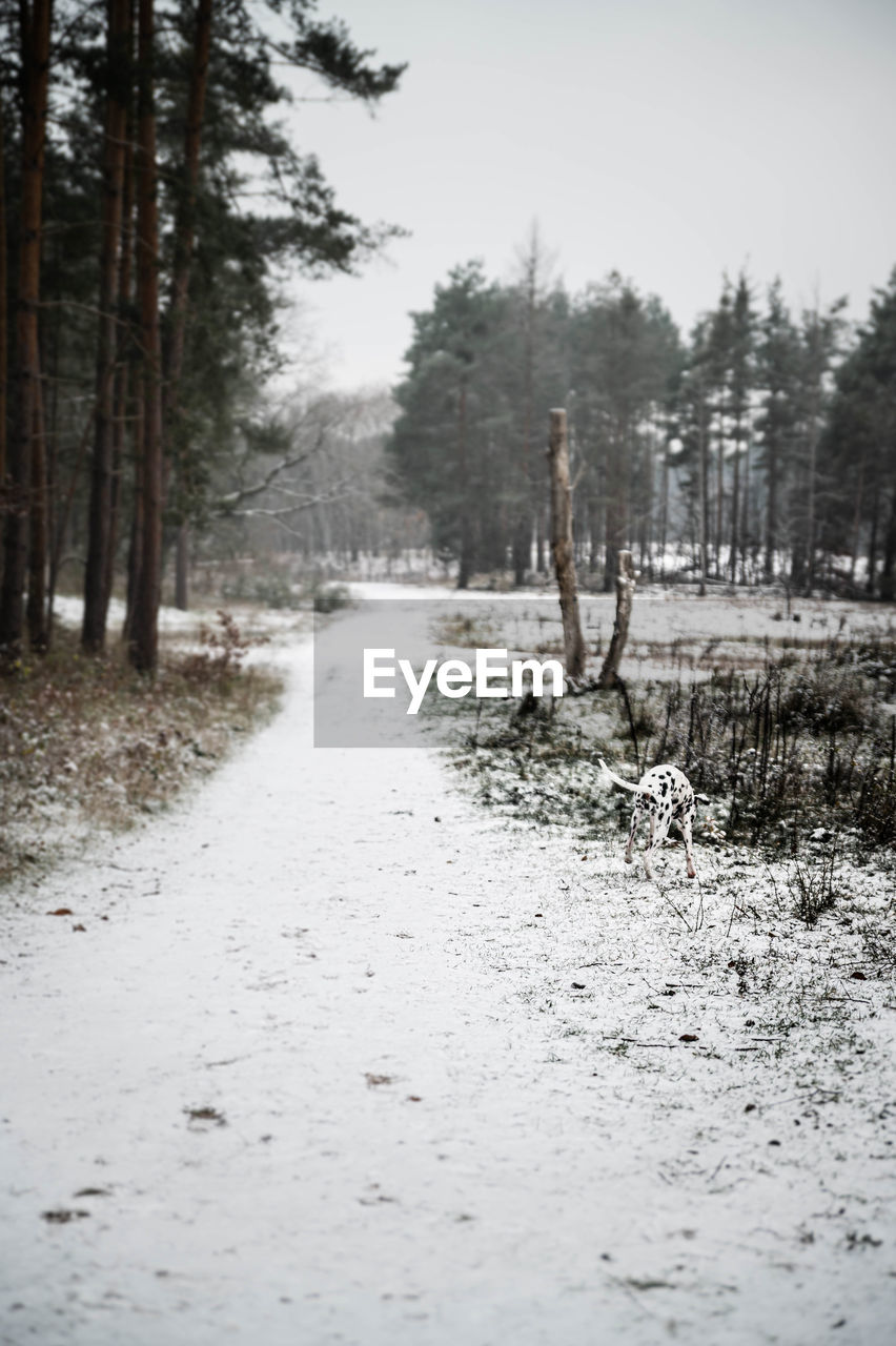 winter, tree, snow, plant, cold temperature, land, forest, nature, environment, tranquility, beauty in nature, scenics - nature, landscape, non-urban scene, tranquil scene, day, freezing, woodland, sky, no people, coniferous tree, outdoors, pinaceae, pine woodland, frozen, road, pine tree, morning, the way forward, footpath