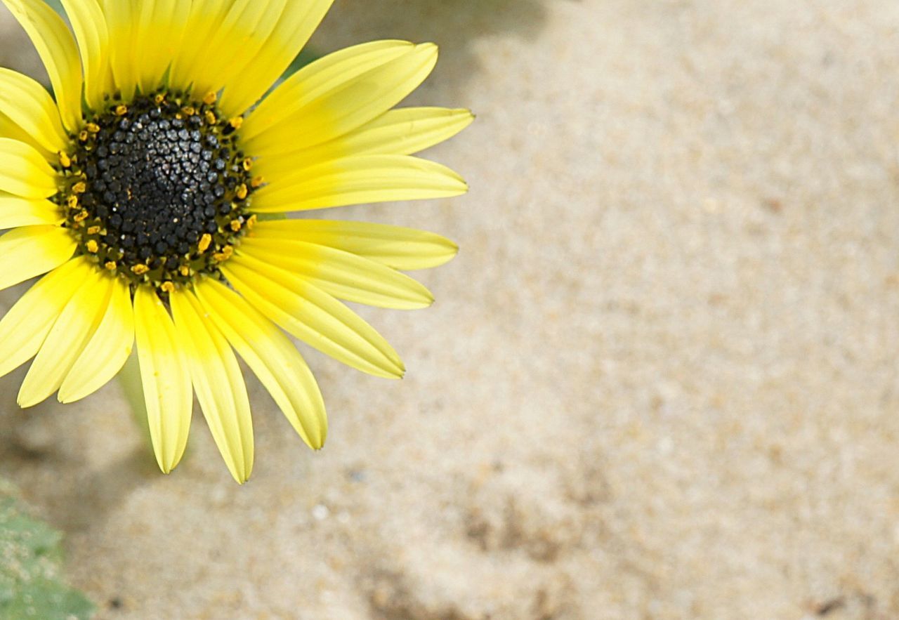 CLOSE-UP OF SUNFLOWER