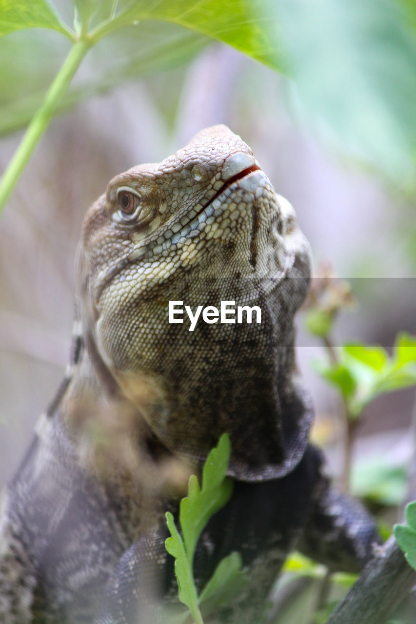 CLOSE-UP OF LIZARD ON TREE BRANCHES