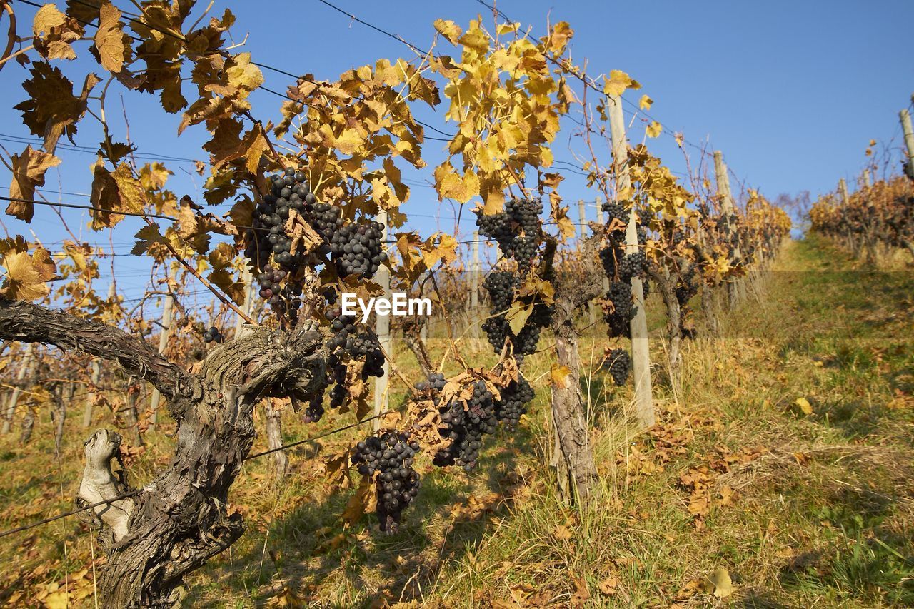 Low angle view of vineyard against sky