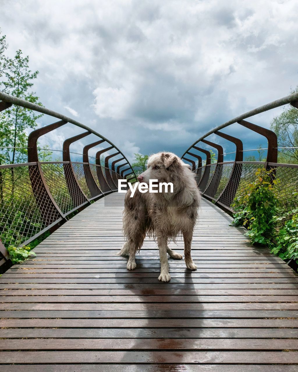 Dog on the bridge 