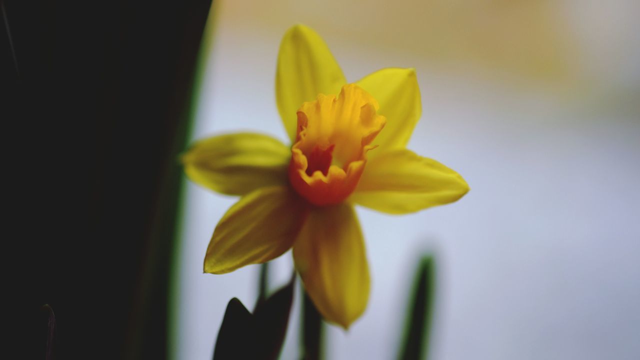 CLOSE-UP OF DAY BLOOMING OUTDOORS