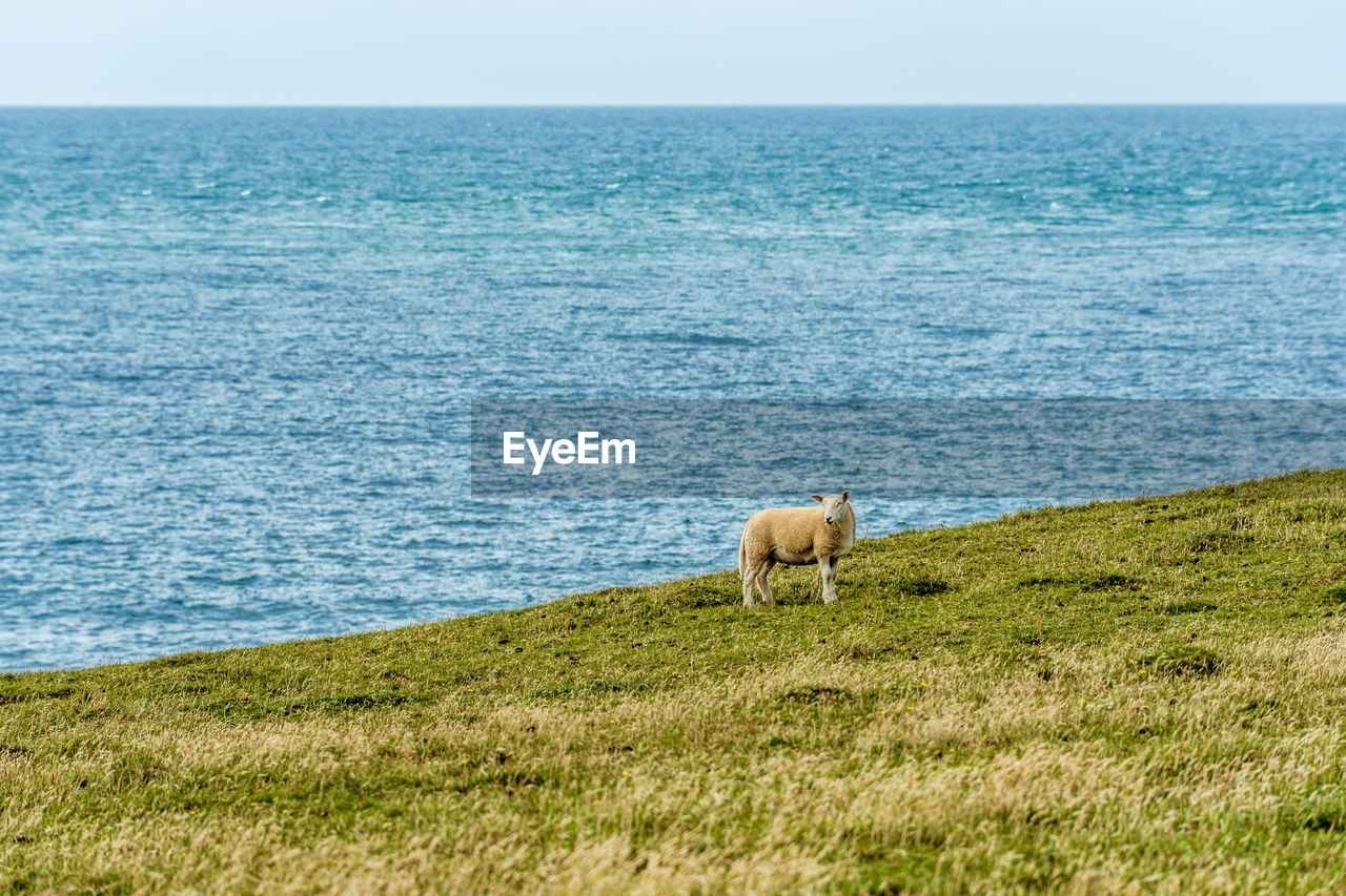 Sheep on grassy field by sea 