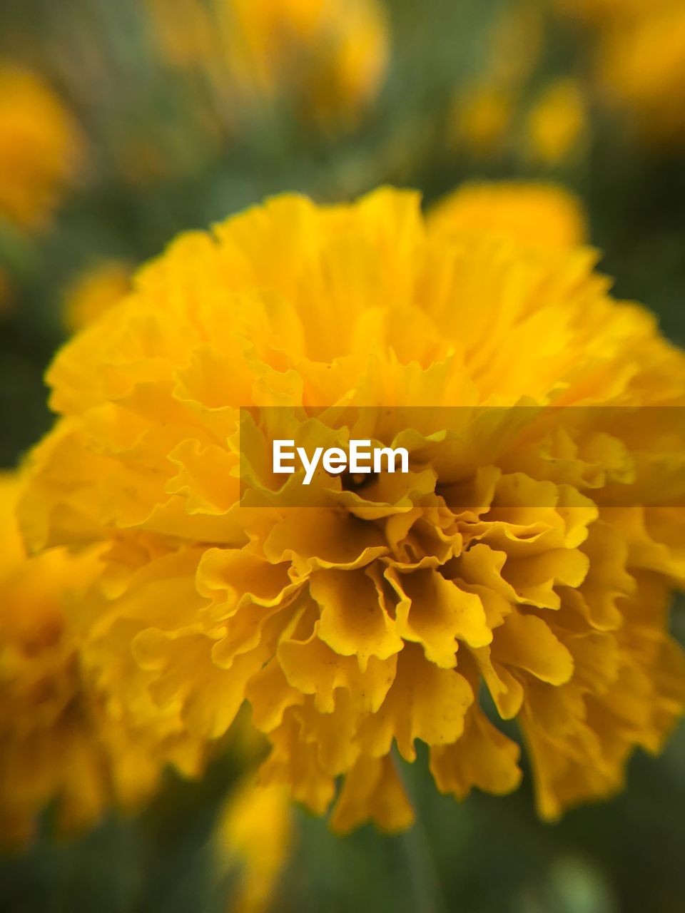 CLOSE-UP OF FRESH YELLOW FLOWER BLOOMING IN NATURE