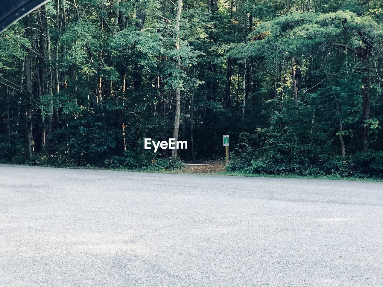 VIEW OF TREES IN FOREST