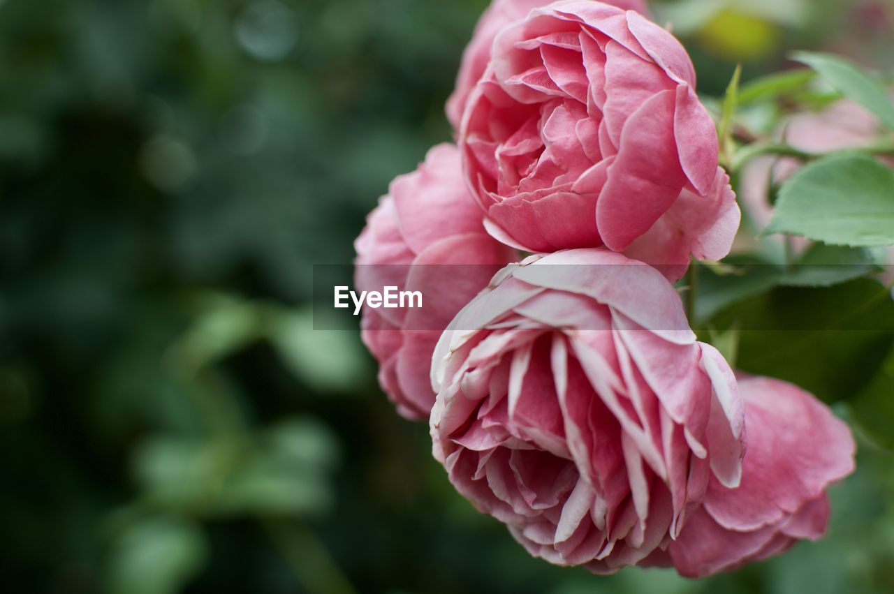 Close-up of pink rose