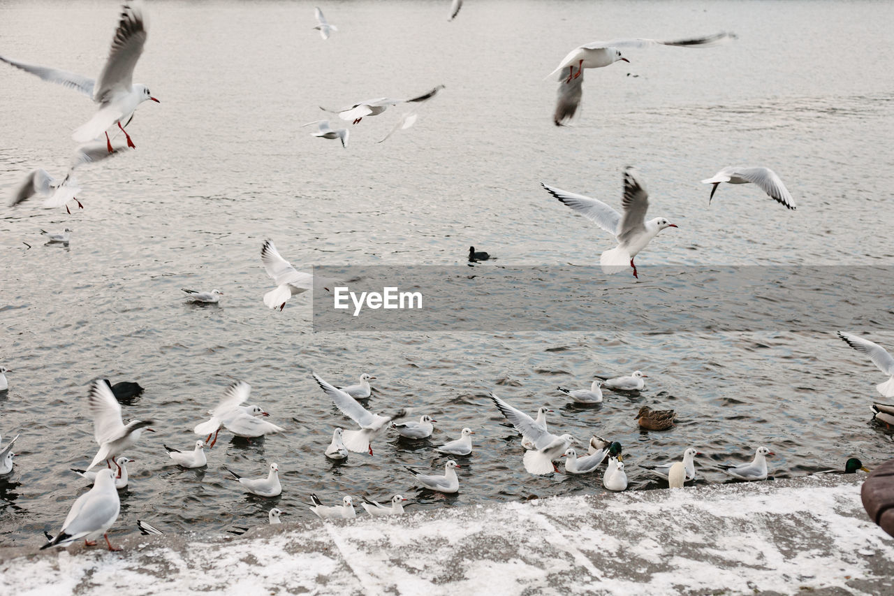 Seagulls and pigeons flies over the river in winter.