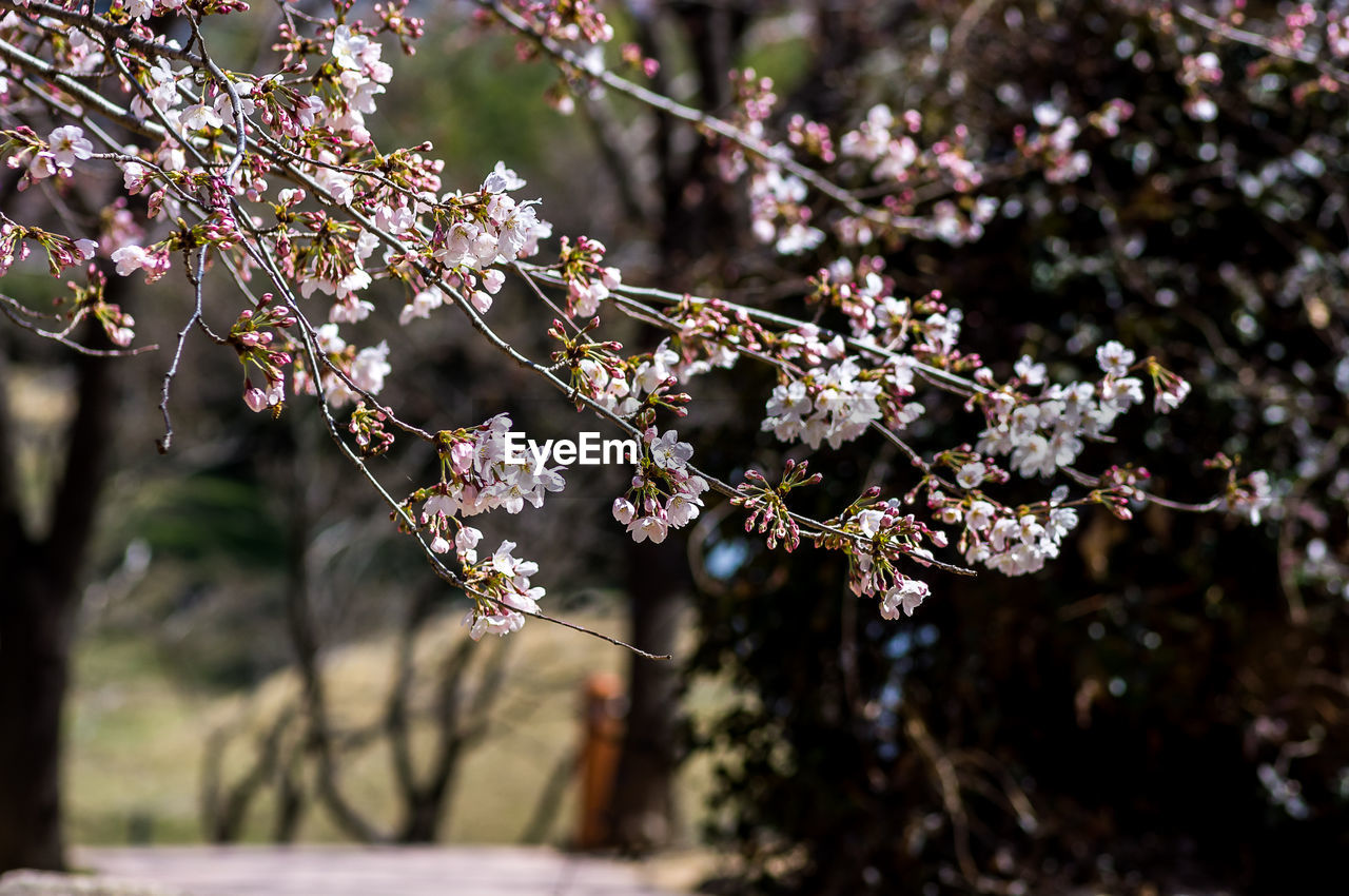 CLOSE-UP OF WHITE CHERRY BLOSSOM ON TREE