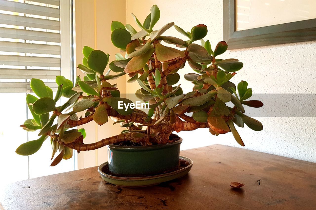 POTTED PLANTS ON WINDOW SILL AT HOME