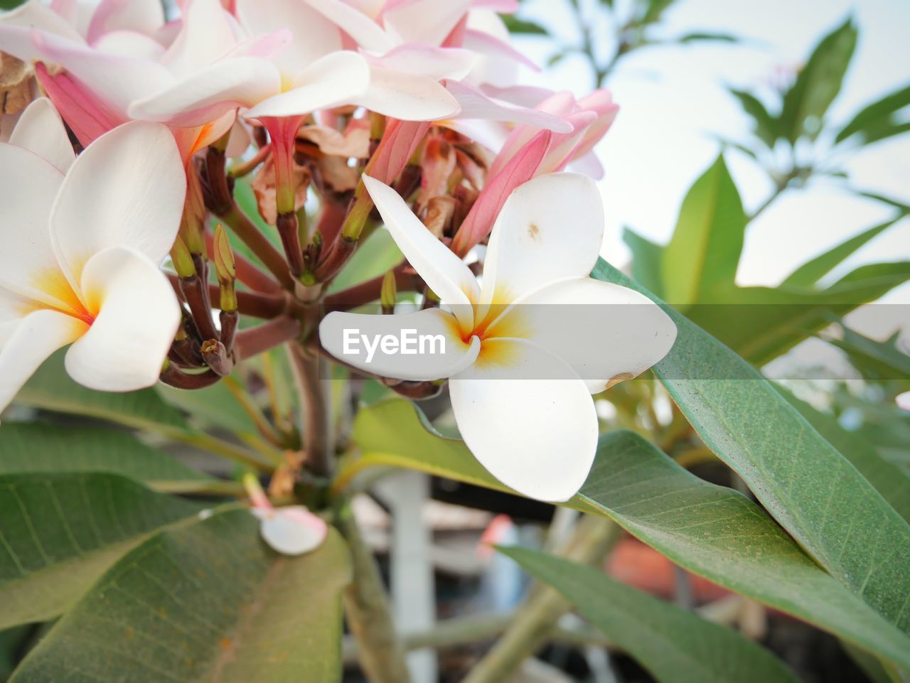 CLOSE-UP OF FLOWERS BLOOMING