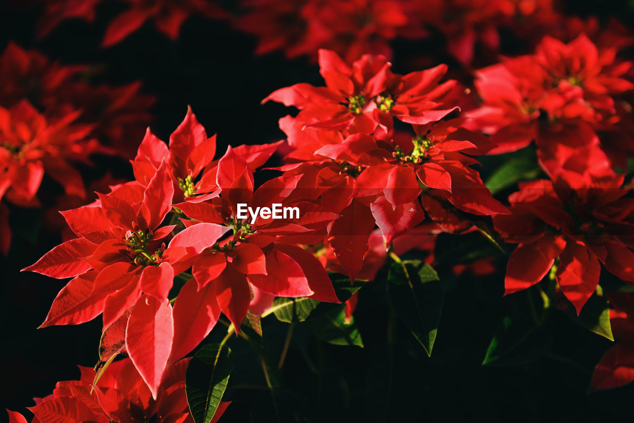 CLOSE-UP OF RED FLOWERS