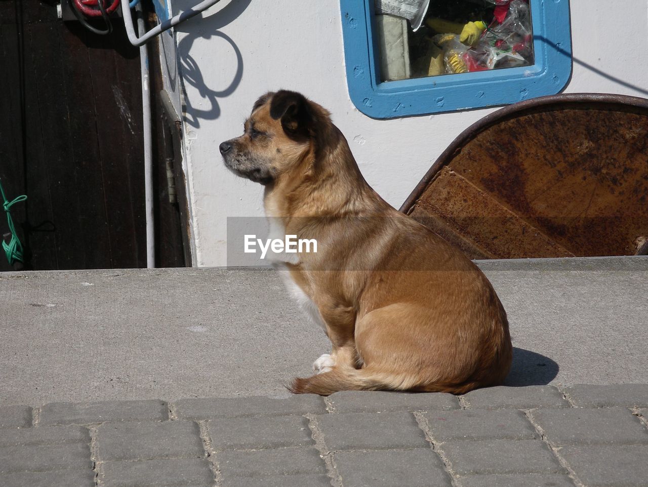 Brown dog on footpath