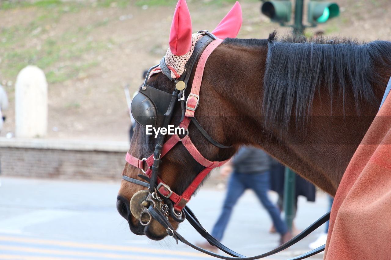 Close-up of horse