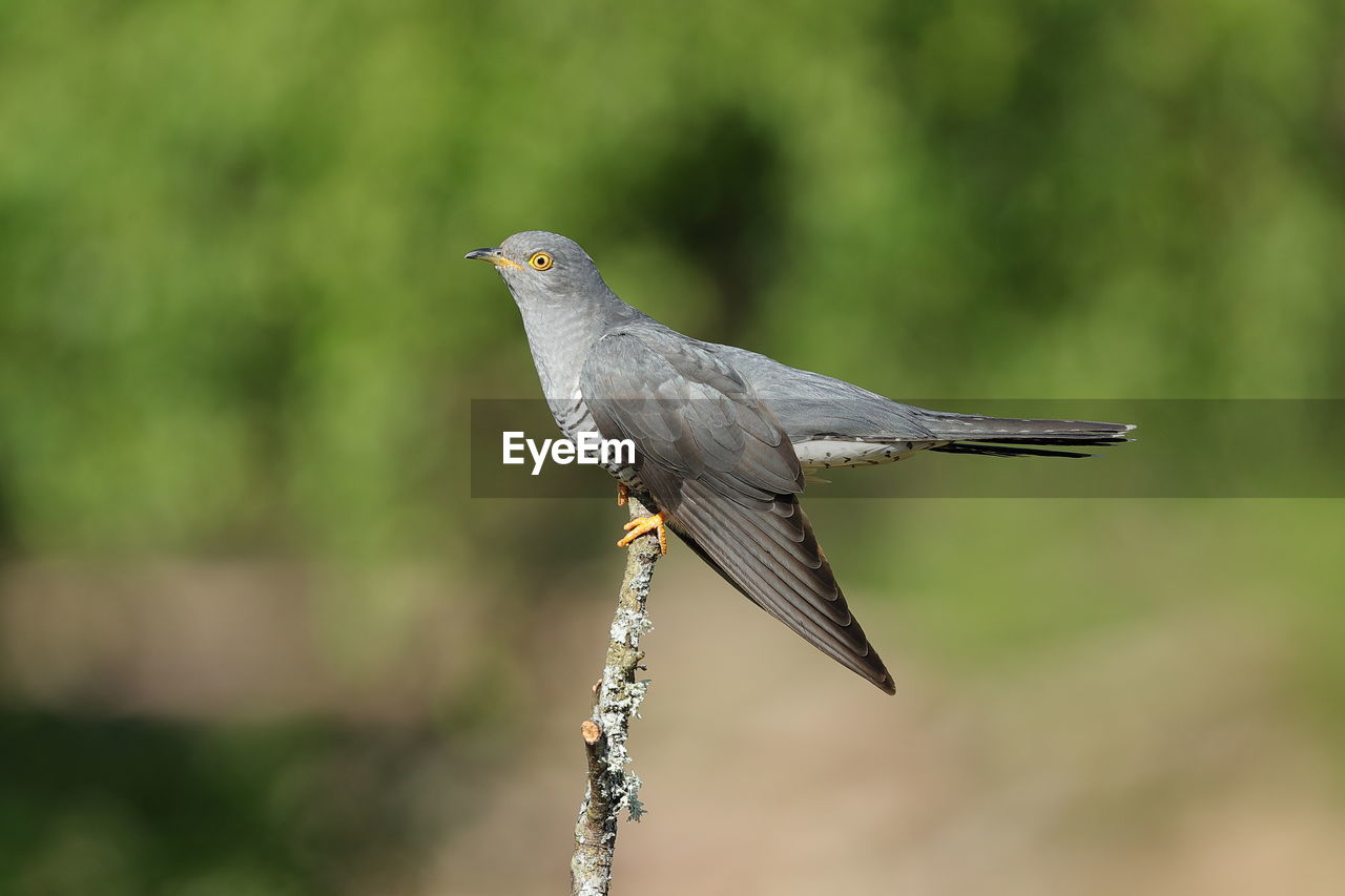 CLOSE-UP OF BIRD PERCHING ON A BRANCH