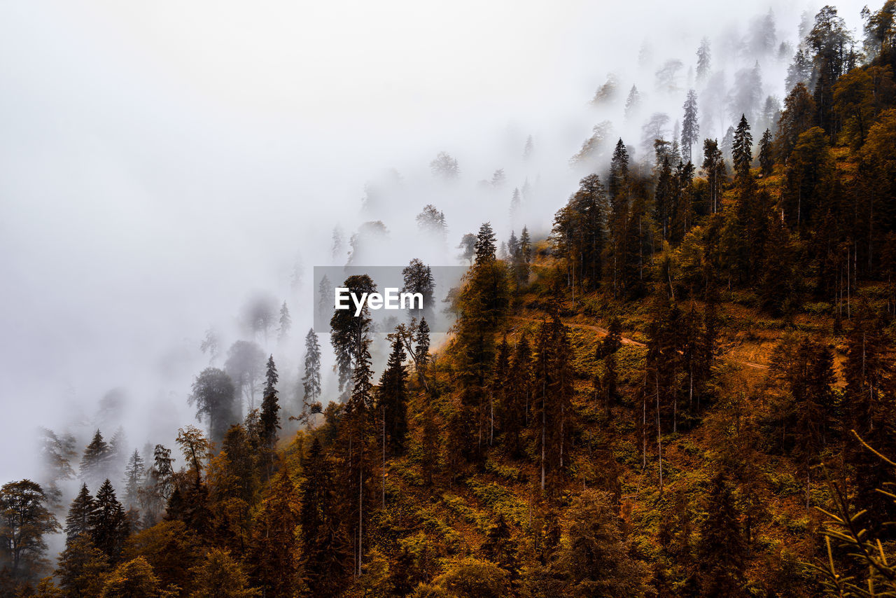 High angle view of trees growing in forest during foggy weather