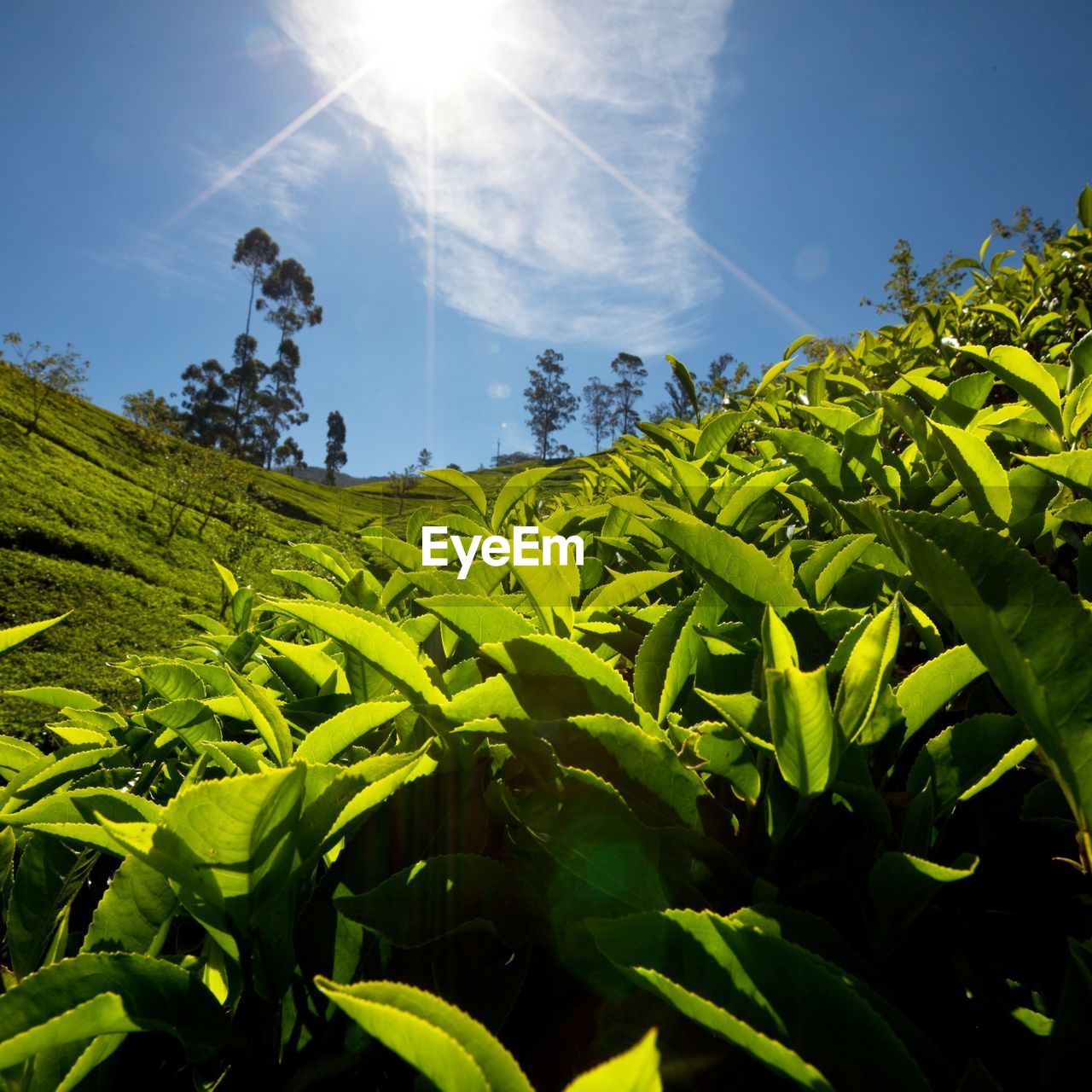 green, sky, plant, nature, sunlight, landscape, land, agriculture, environment, crop, grass, field, flower, growth, food, sunbeam, lens flare, leaf, rural scene, plant part, beauty in nature, sun, food and drink, corn, cloud, cereal plant, no people, farm, outdoors, blue, tree, scenics - nature, day, tranquility, environmental conservation, summer, sunny, jungle, rural area, vegetable, freshness