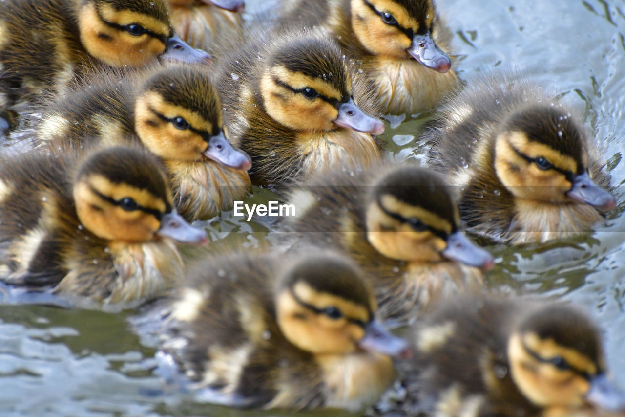 close-up of a bird in water