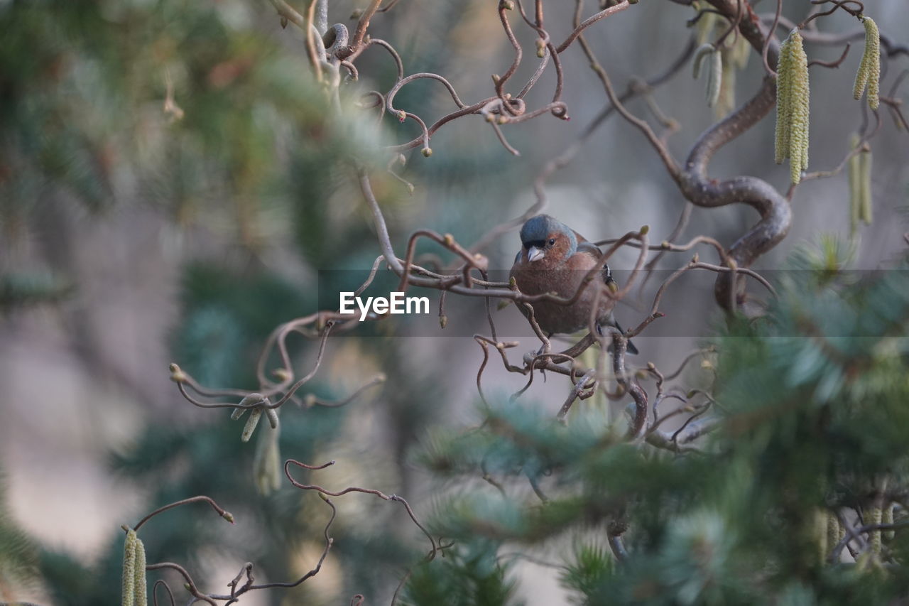 tree, plant, branch, animal, animal wildlife, animal themes, nature, bird, wildlife, no people, twig, outdoors, selective focus, beauty in nature, forest, flower, wilderness, tourism, environment, day, perching