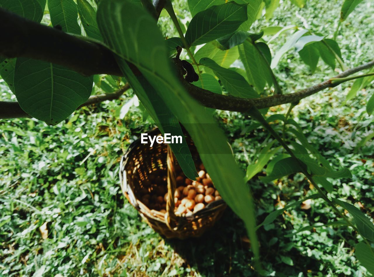 Close-up of fruits in basket