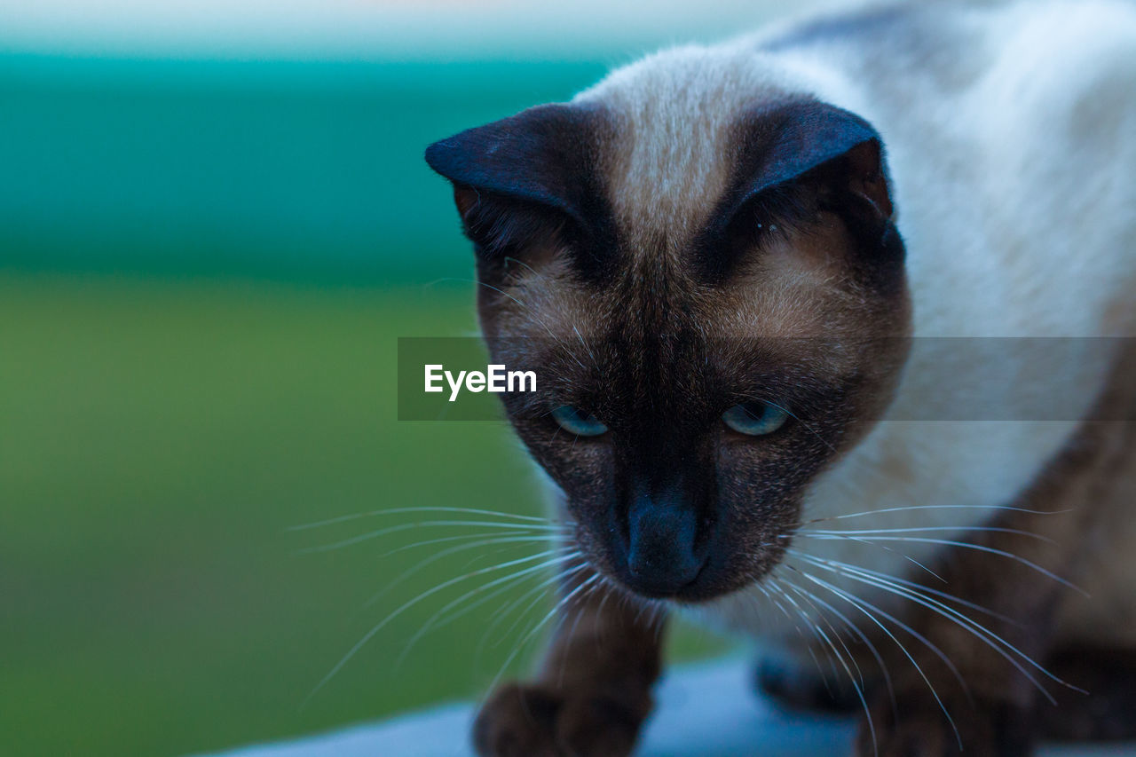 Close-up portrait of cat