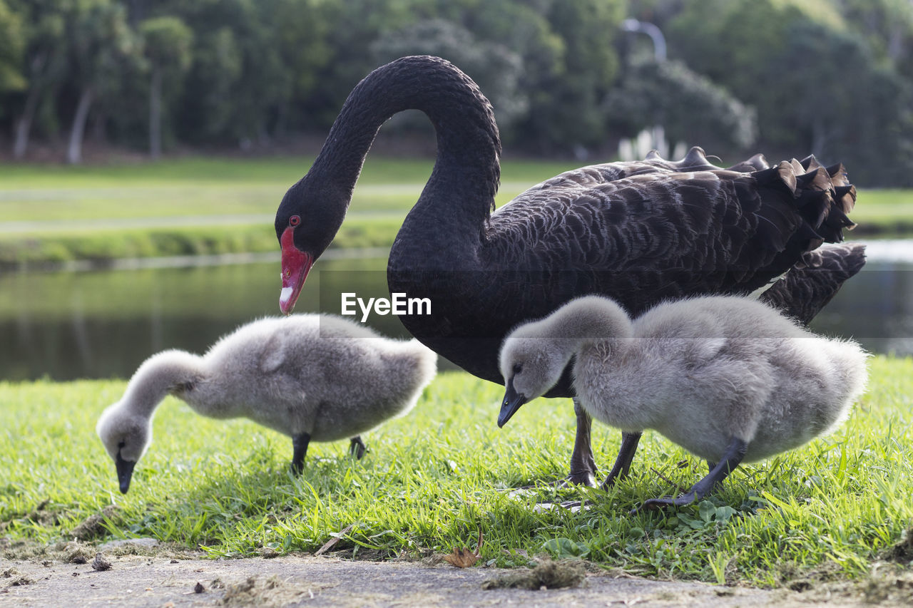 Mother swan with her cygnets grazing in the park, auckland new zealand. 