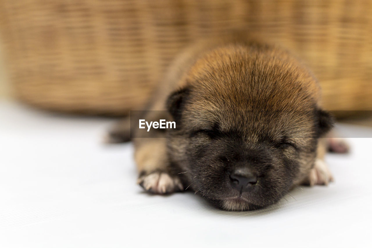 A shiba inu puppy sleeping in the basket. japanese dog sleeping.