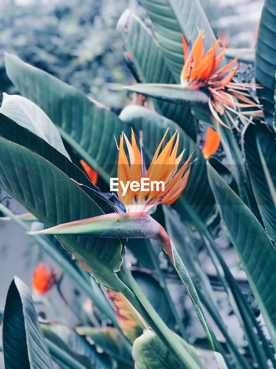 Close-up of orange flowering plant