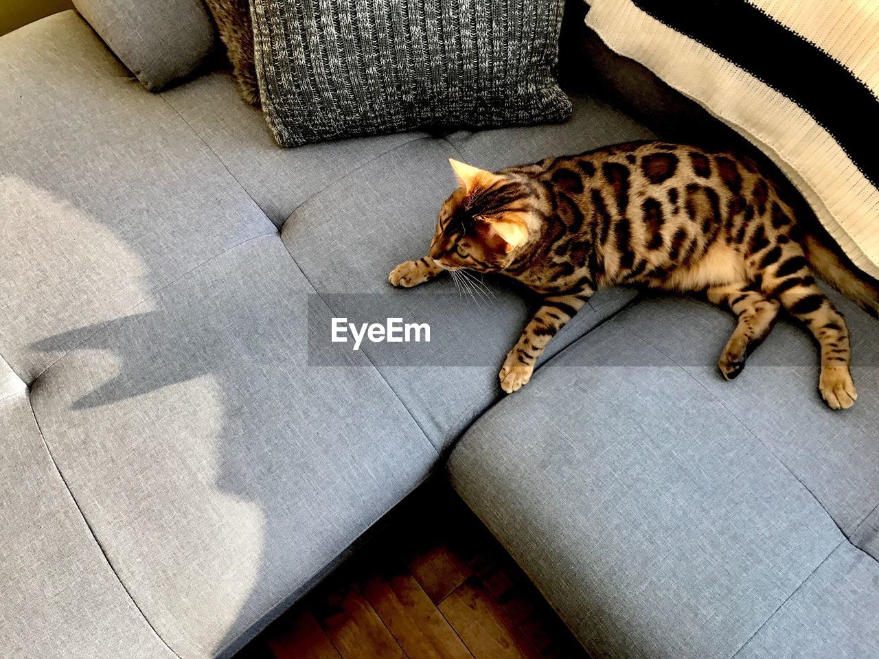 HIGH ANGLE VIEW OF CAT RELAXING ON SOFA