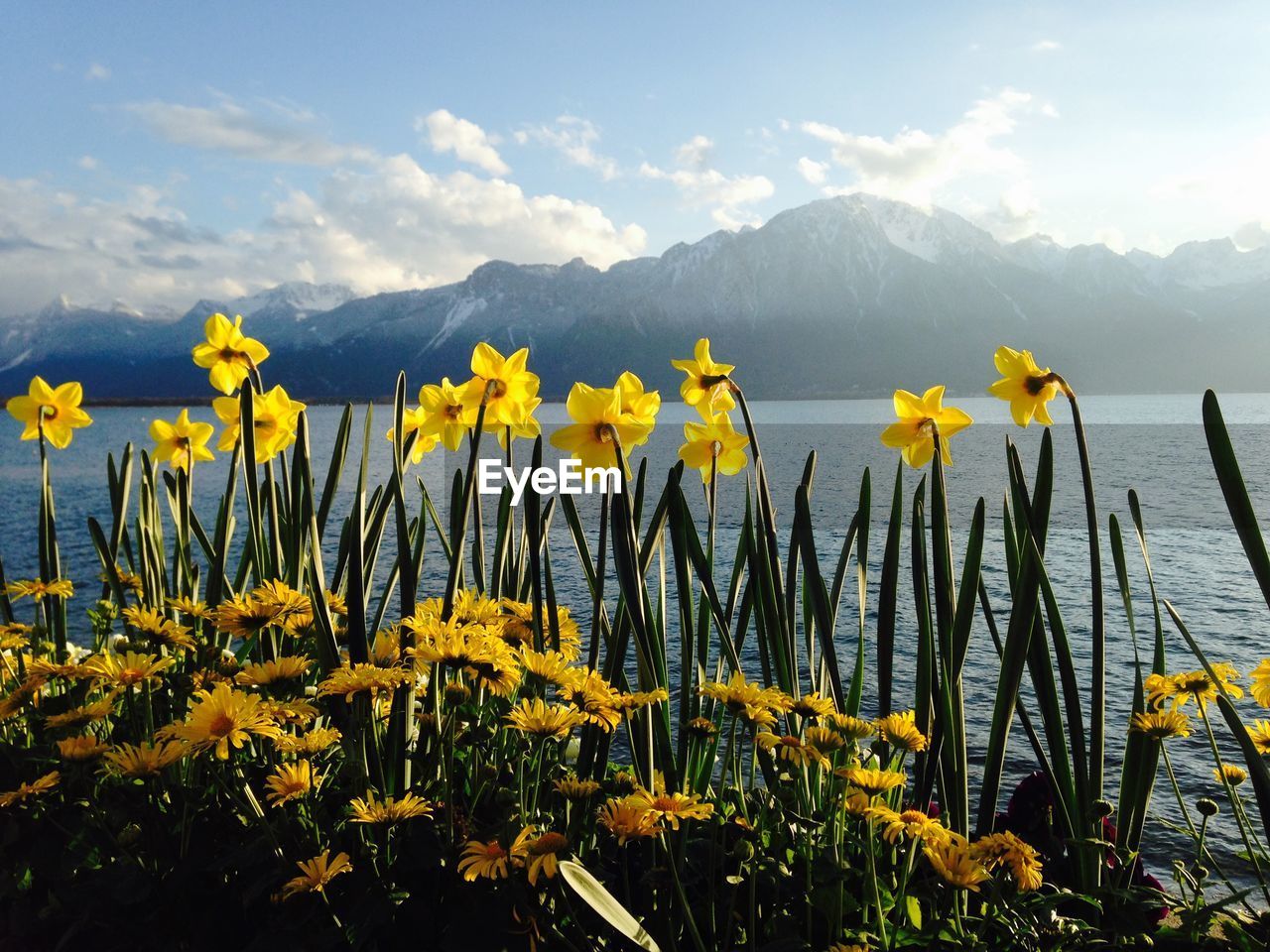 YELLOW FLOWERING PLANTS AGAINST SKY