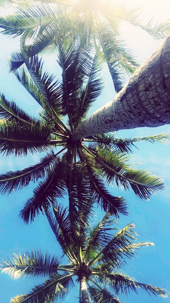 CLOSE-UP OF PALM TREE