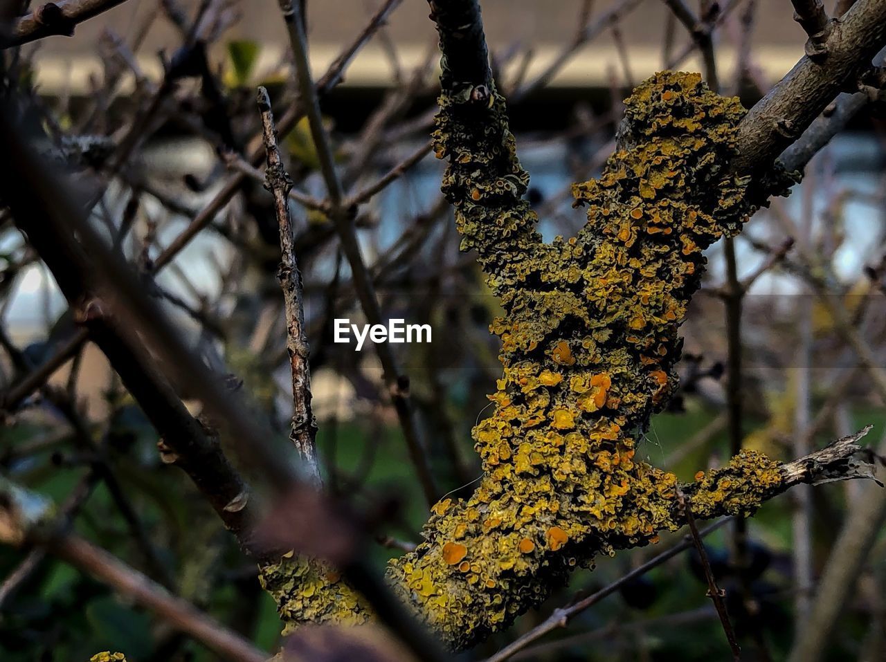 CLOSE-UP OF YELLOW BRANCH AGAINST TREE