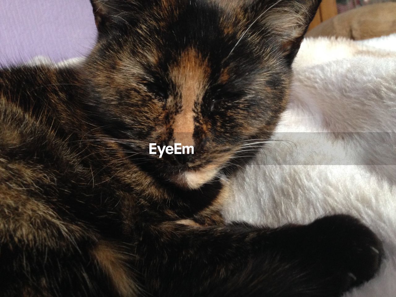 CLOSE-UP OF CAT SLEEPING