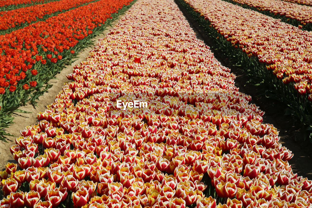 HIGH ANGLE VIEW OF RED TULIP FLOWERS IN FIELD