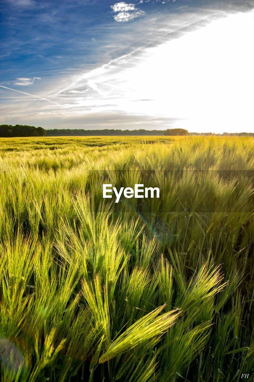 SCENIC VIEW OF WHEAT FIELD