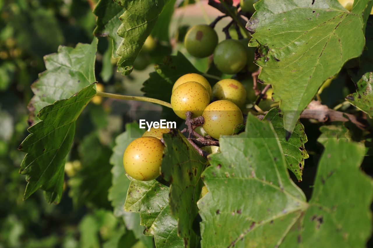 CLOSE-UP OF APPLES ON TREE