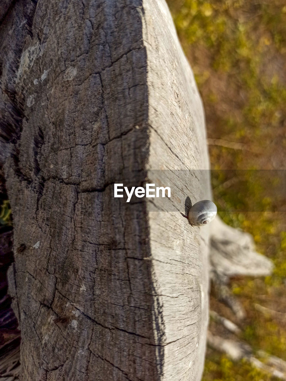 CLOSE-UP OF BIRD ON TREE TRUNK AGAINST PLANTS