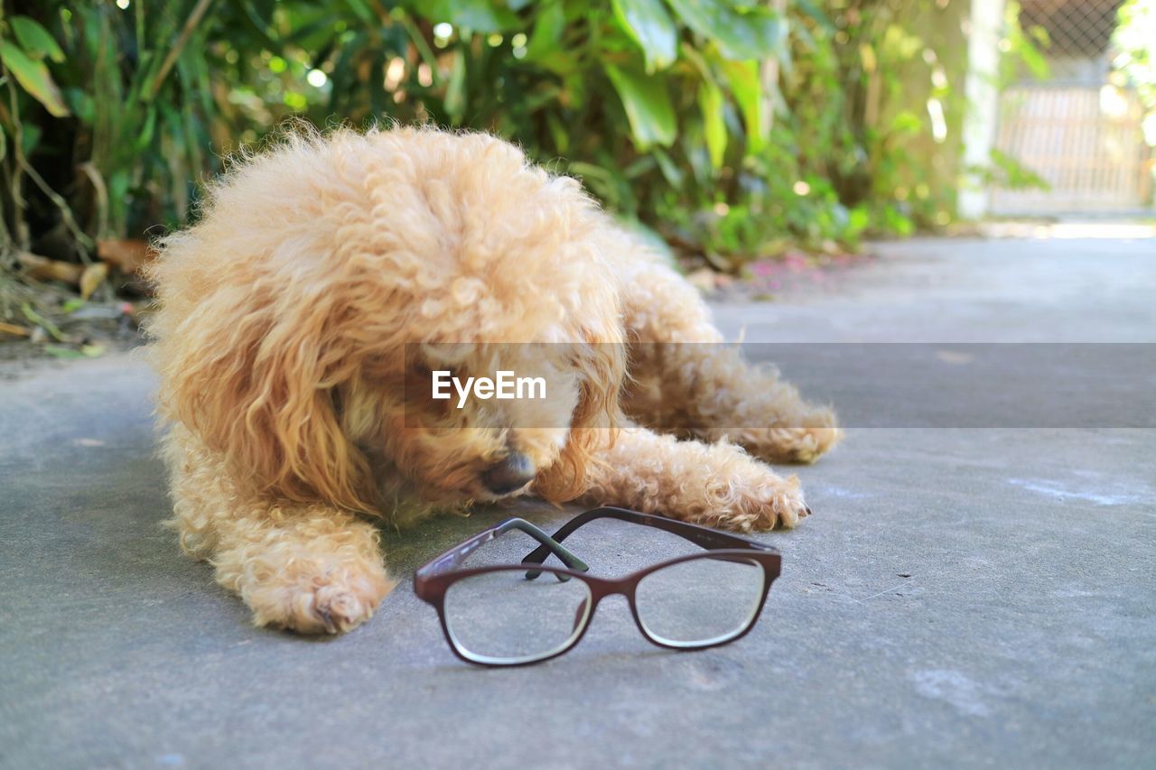 A cute yellow poodle dog lying on the concrete floor with glasses. take a break after work hard.