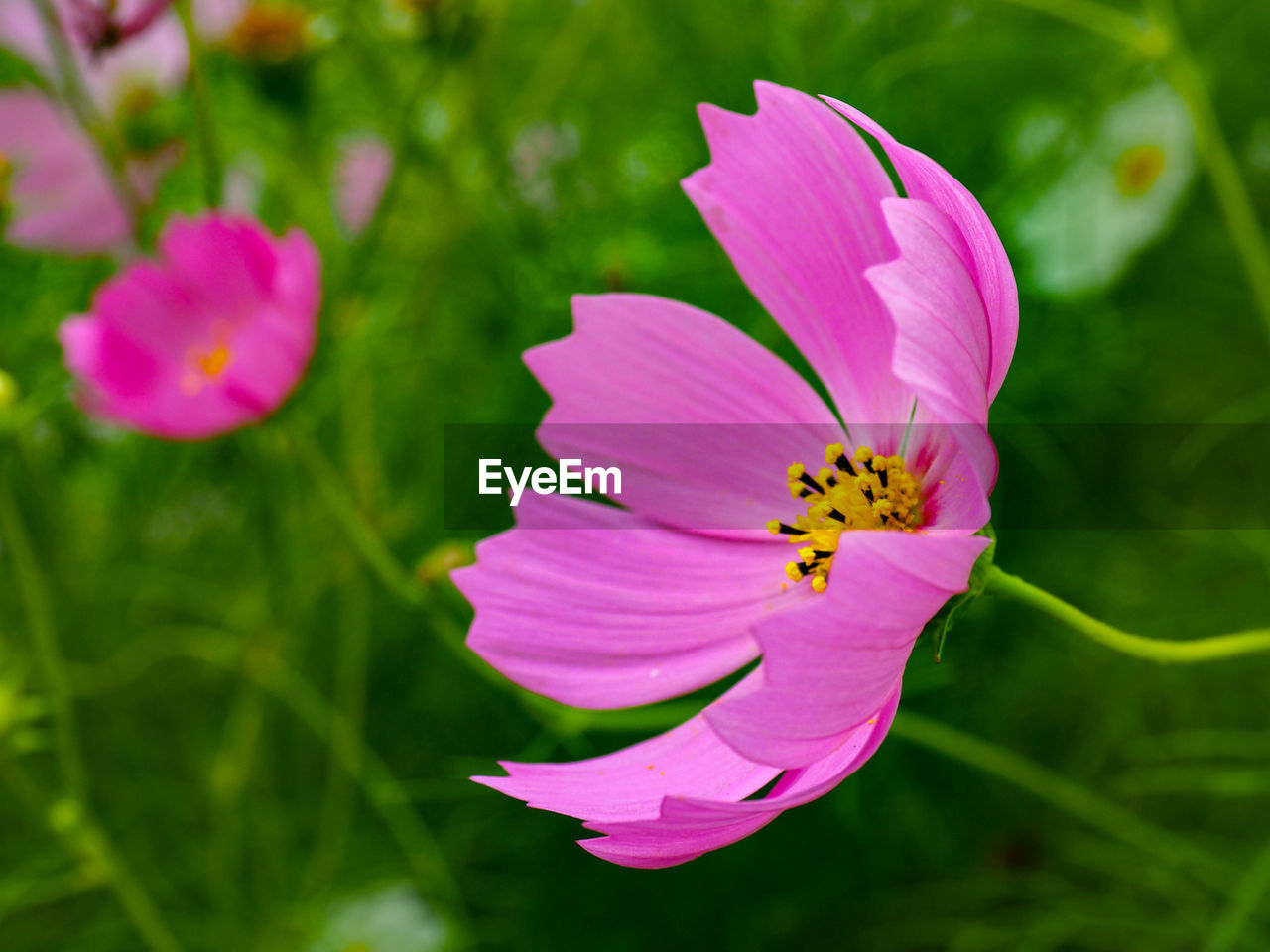 Vibrant pink cosmos opens petals to the sun