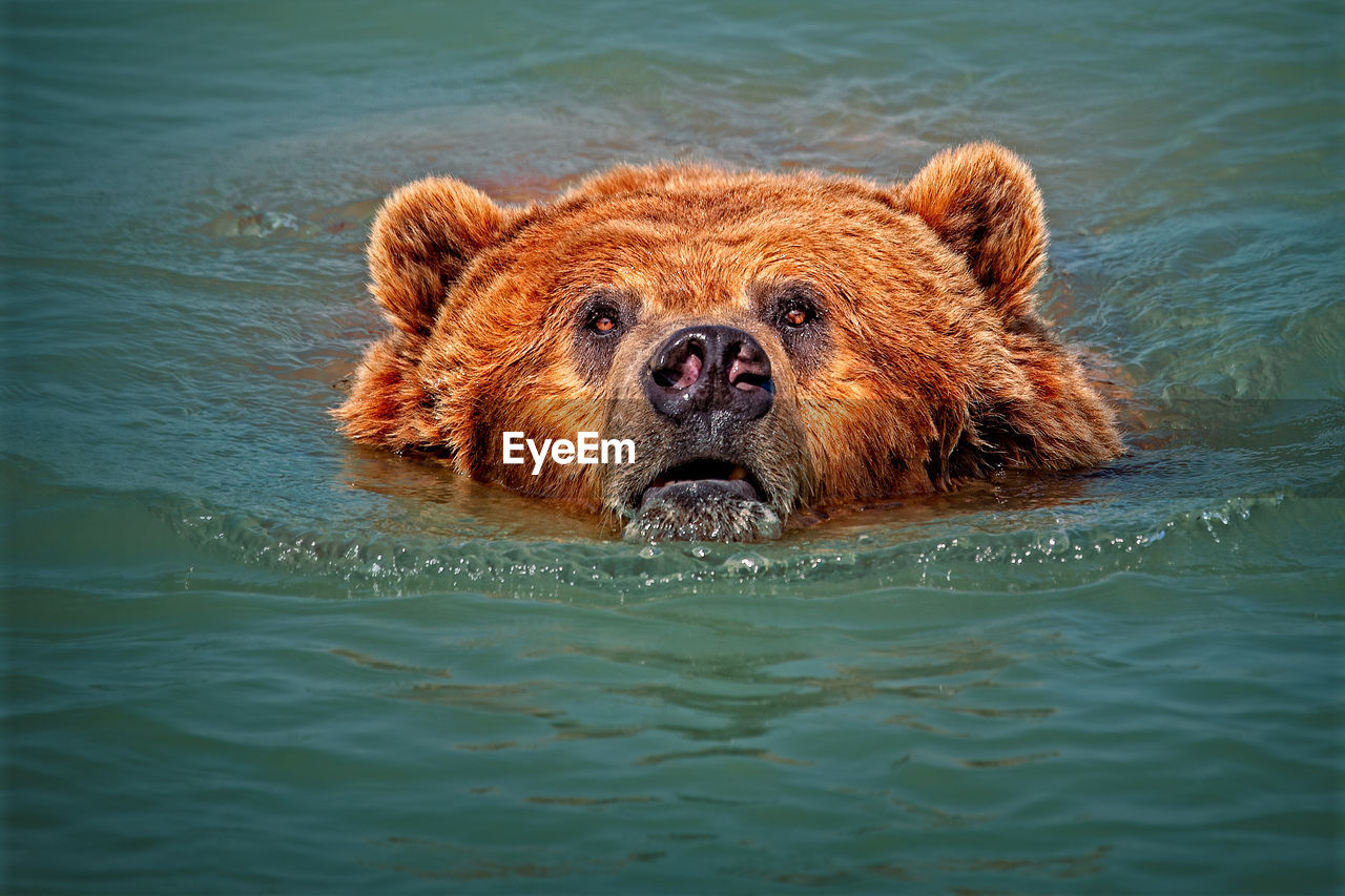 PORTRAIT OF LION SWIMMING IN SEA