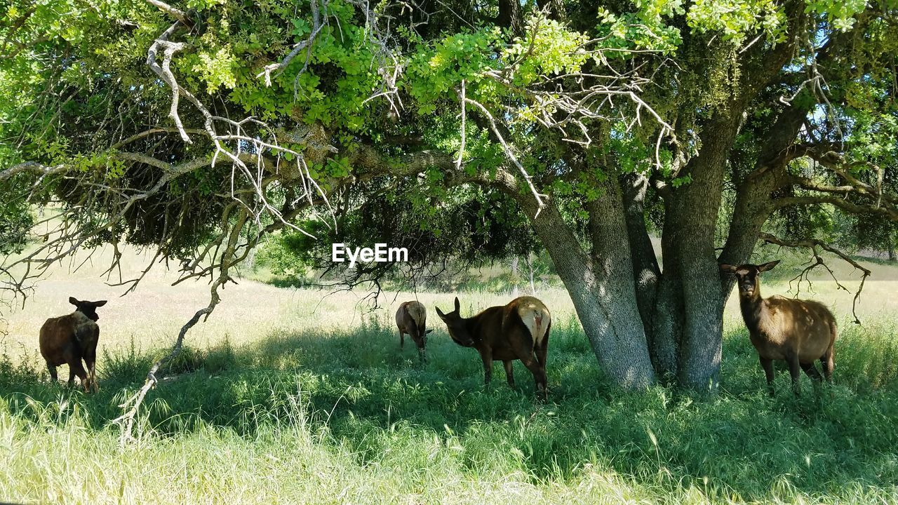 COWS GRAZING IN THE FIELD