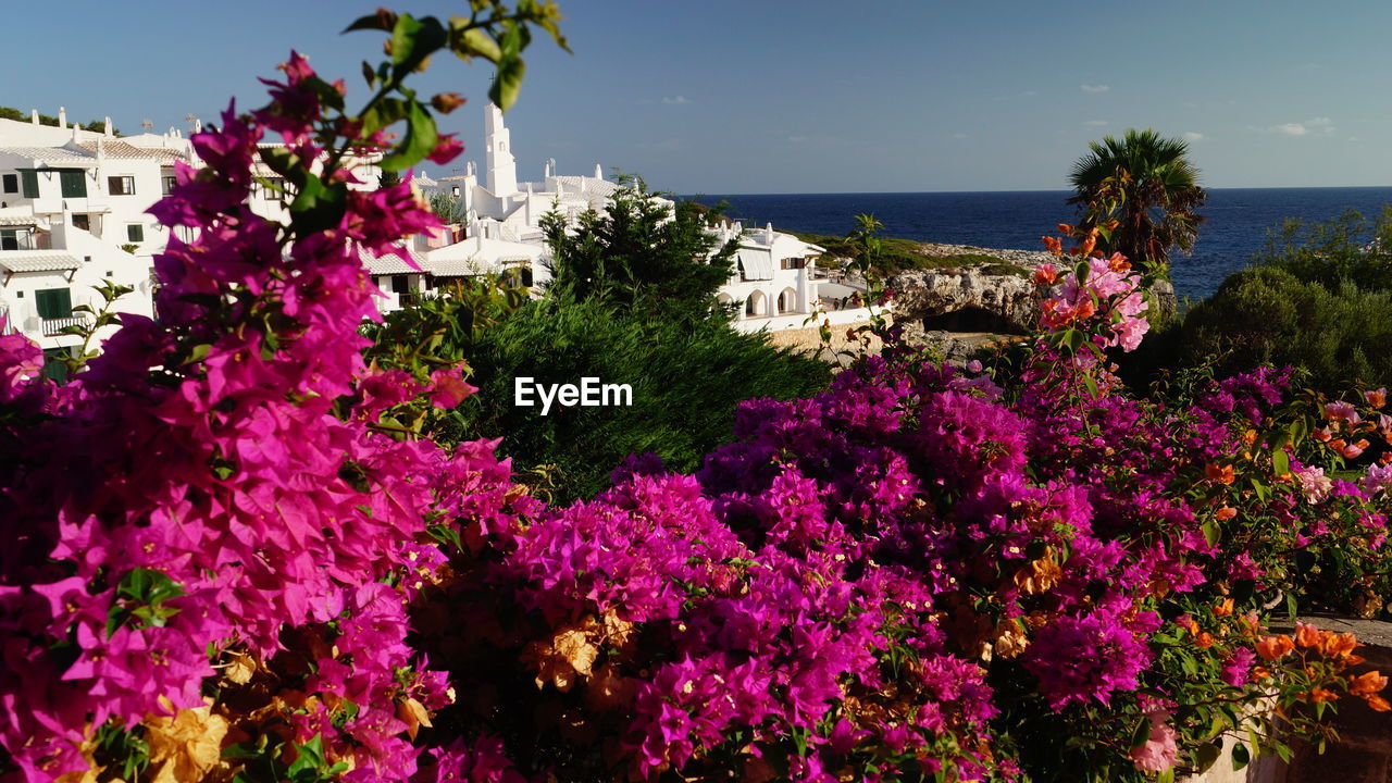 Close-up of pink bougainvillea flowers blooming by building