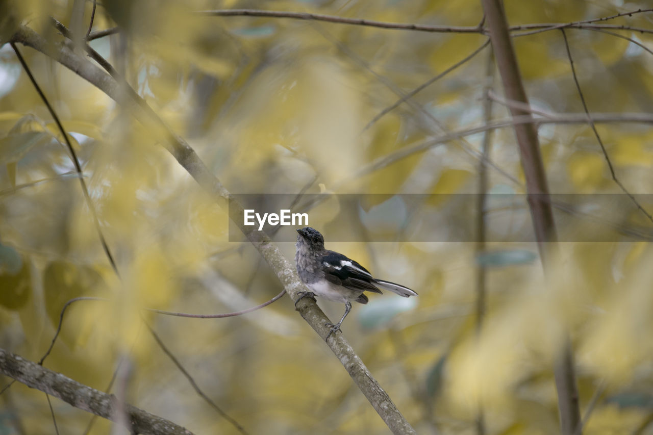 CLOSE-UP OF SPARROW PERCHING ON PLANT