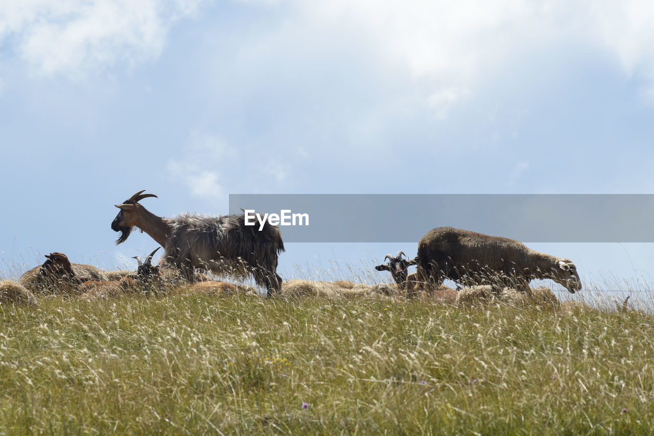 View of goat on field against sky